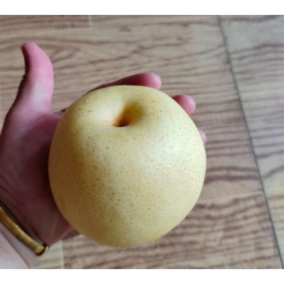 黄金梨 450-500g 85mm以上