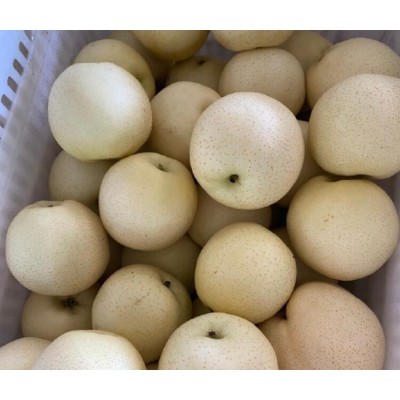 大量供应黄金梨鸭梨皇冠梨