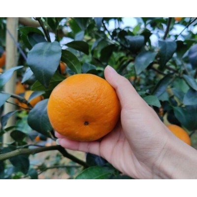 精品沃柑，市场货电商货做性价比的沃柑